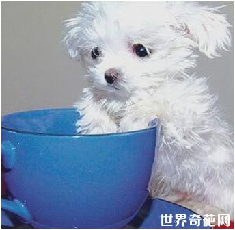 玛尔济斯犬斯库特尔