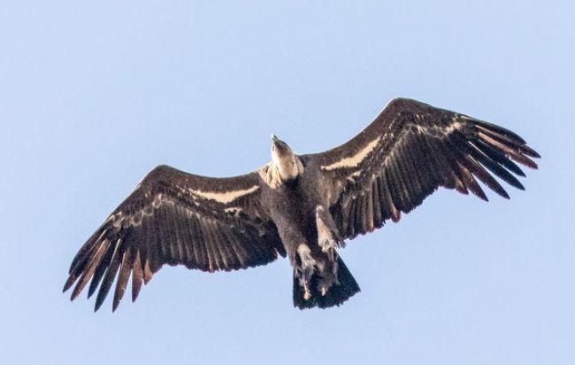世界上飞的最高的鸟：黑白兀鹫