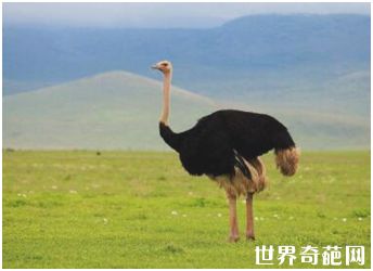 世界上体型最大的鸟——鸵鸟