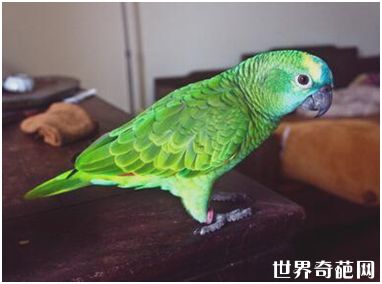 亚马逊鹦鹉