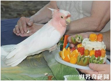 米切氏凤头鹦鹉饼干