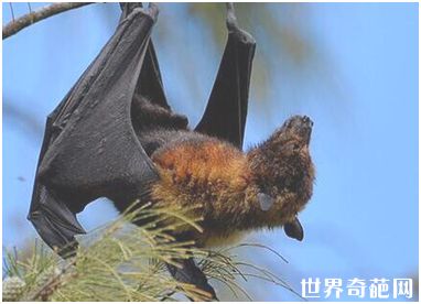世界上最大的蝙蝠 双翼展开长达1.8米