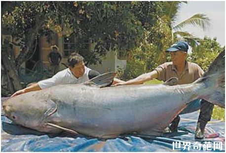 世界上最大的淡水鱼——湄公河巨鲶