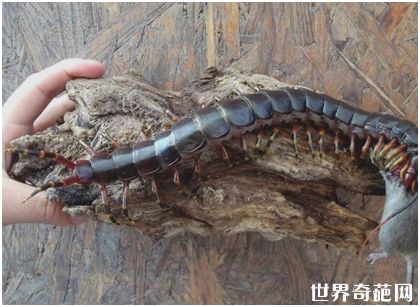 世界上最大的蜈蚣 加拉帕格斯巨人蜈蚣长半米多
