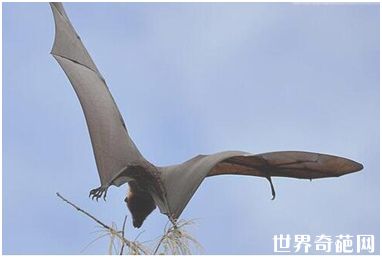 世界上最大的蝙蝠——马来大狐蝠