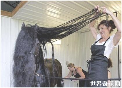 世界最帅长发马 拥有飘逸鬃毛配种费高达3万元