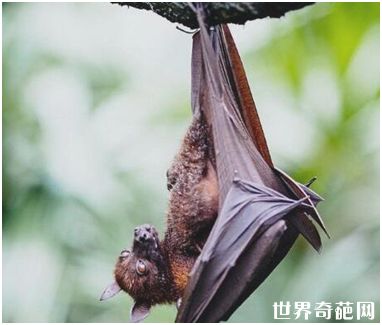 世界上最大的蝙蝠 双翼展开长达1.8米