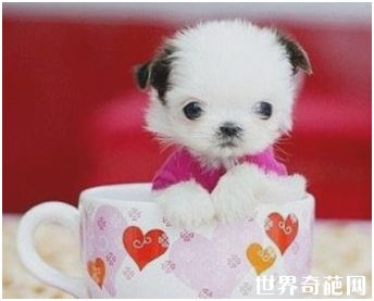 茶杯犬