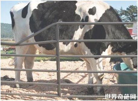 世界上最大的奶牛——美国黑白花牛Danniel
