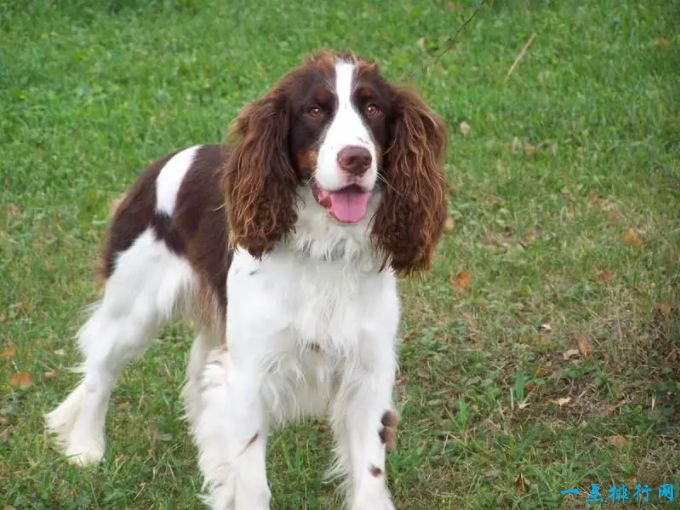 世界十大嗅觉能力最出众的狗：英国跳猎犬