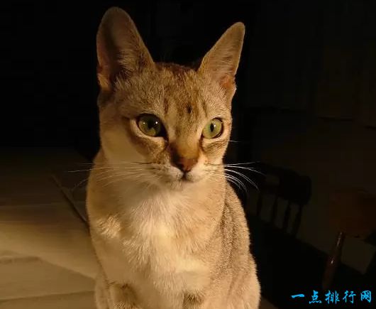新加坡猫 4磅-7磅