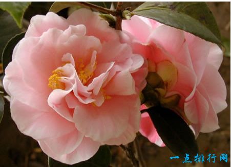 山茶花