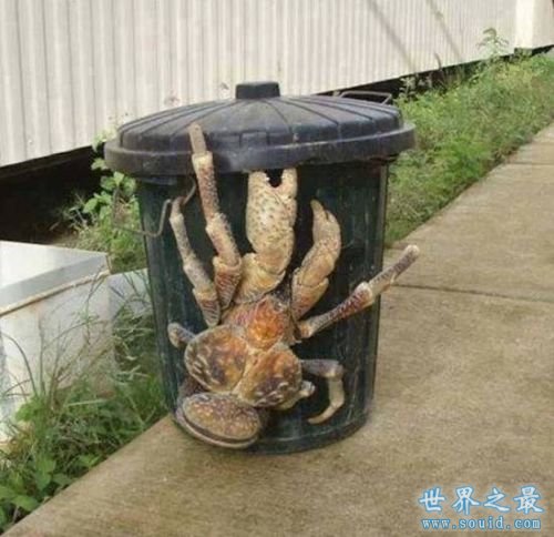 世界最大的螃蟹之一，椰子蟹体长1米比小孩高