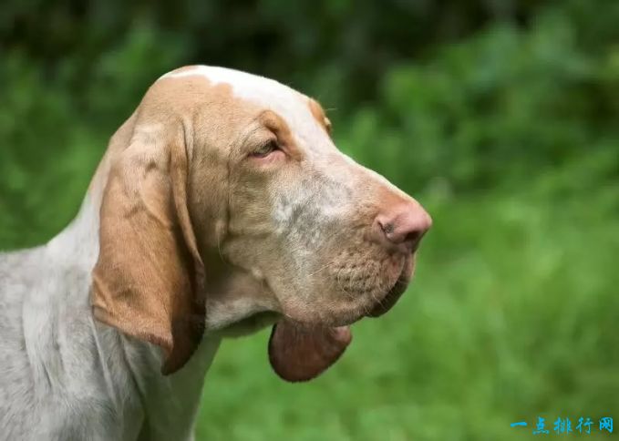 世界十大嗅觉能力最出众的狗：寻血猎犬
