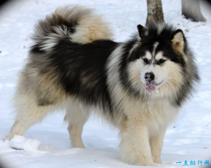 世界十大禁养猛犬之一：阿拉斯加雪橇犬