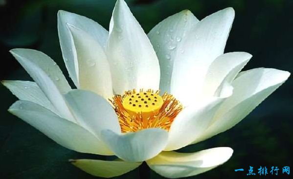 世界十大名花之一：白莲花