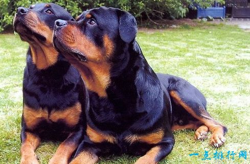 世界上最贵的狗之一罗威纳犬