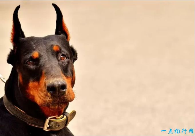 世界十大最容易训练的狗品种：杜宾犬
