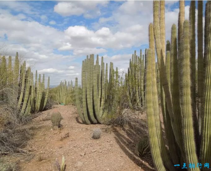 世界十大最美丽的花园：美国亚利桑那州凤凰城沙漠植物园