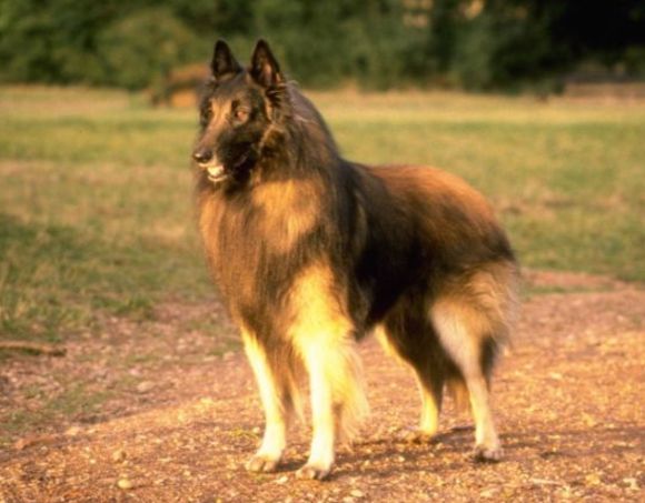 比利时特伏丹犬