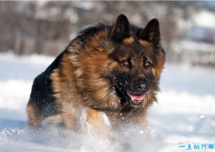 世界十大禁养猛犬之一：德国牧羊犬