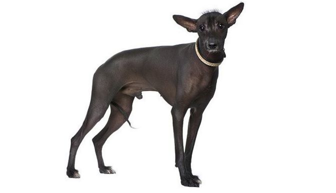 世界上最丑的狗-秘鲁印加兰花