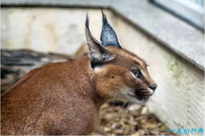 世界十大知名的野猫排行榜：狞猫