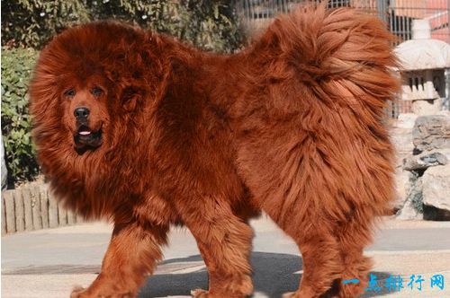 世界十大最贵名犬之一：藏獒