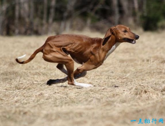 阿沙瓦犬