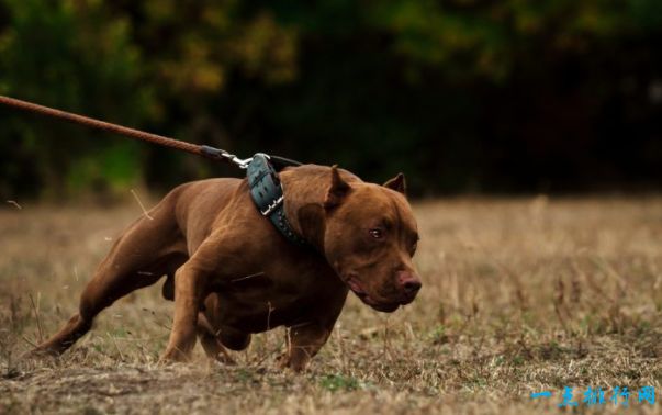 比特斗牛犬