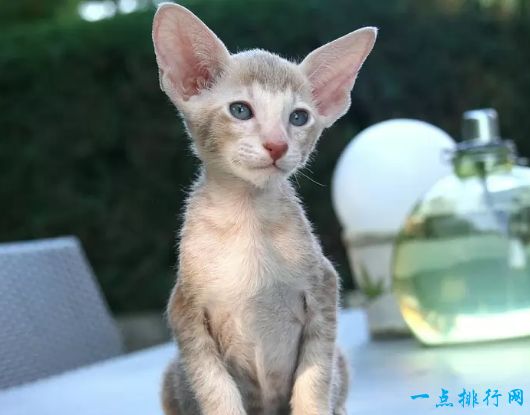 东方短毛猫 10磅