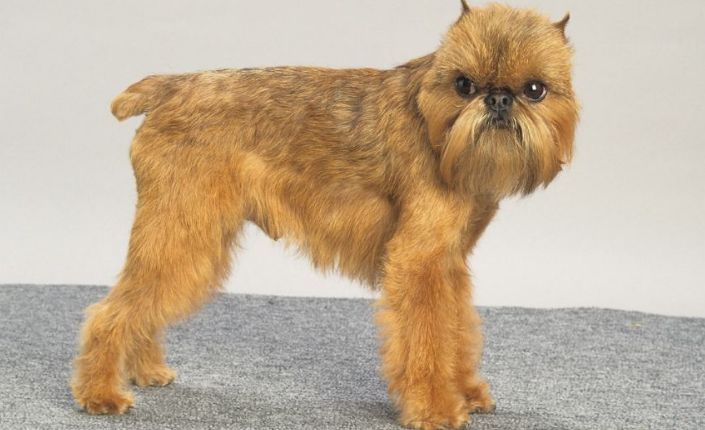 世界上最丑的狗-布鲁塞尔格里芬犬