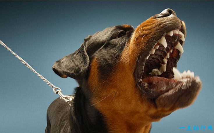 世界十大禁养猛犬之一：罗威纳犬