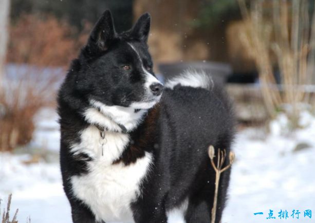 卡累利阿熊犬