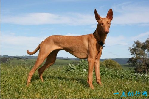 世界十大最贵名犬之一：法老王猎犬