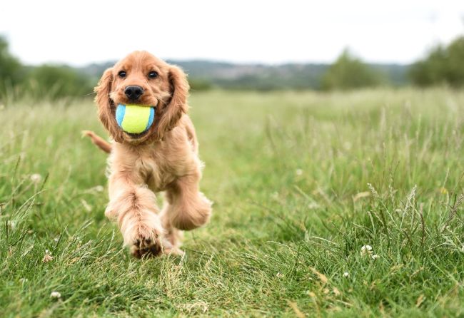 可卡犬