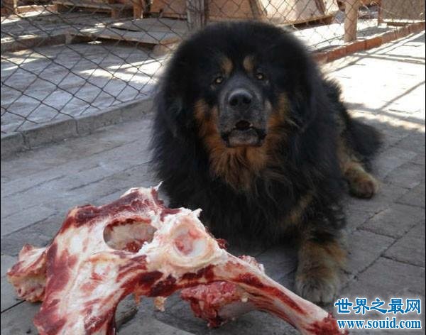 【图】6个月大藏獒吃主人事件,人类培育的杂种毁掉了