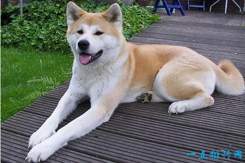 世界十大最贵名犬之一：秋田犬