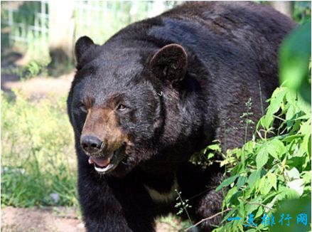十大恐怖动物之一：美洲黑熊