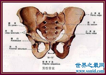 【图】骶骨你不认识那你知道穷骨么这个部分很重要哦