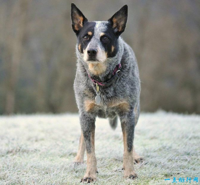 最聪明的狗澳大利亚牧牛犬