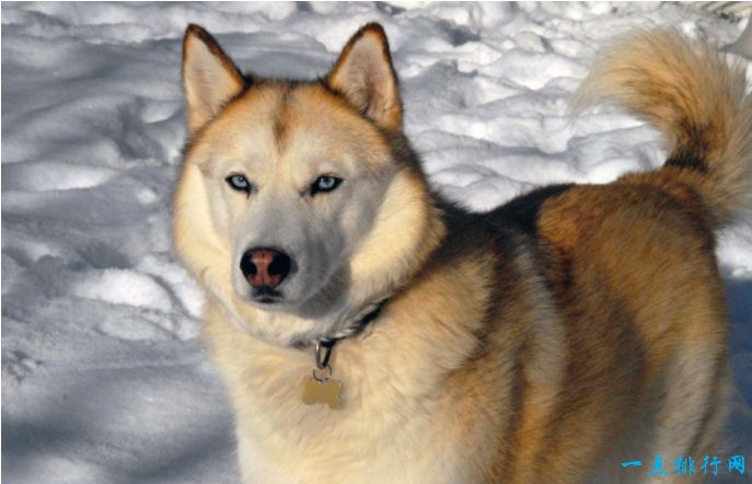 世界十大禁养猛犬之一：西伯利亚雪橇犬