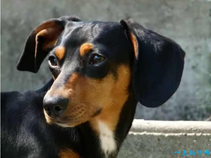 世界十大嗅觉能力最出众的狗：腊肠犬
