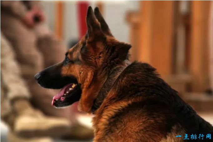 世界十大嗅觉能力最出众的狗：德国牧羊犬