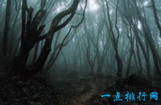 青木原森林,日本