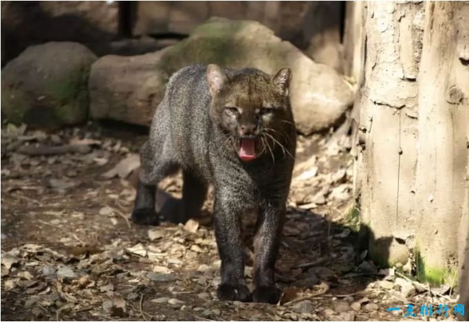 世界十大知名的野猫排行榜：美洲山猫