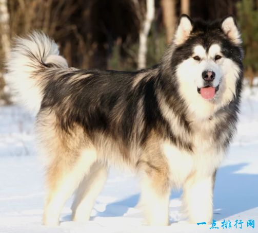 阿拉斯加雪橇犬