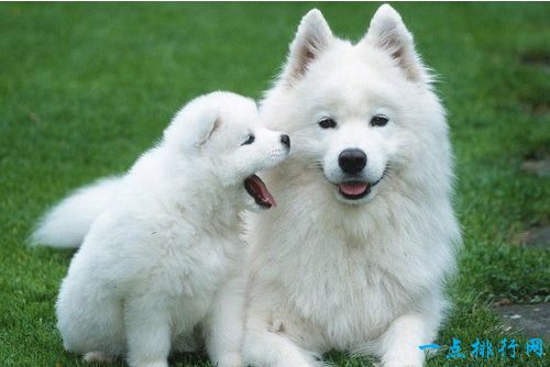 世界十大最贵名犬之一：萨摩耶犬
