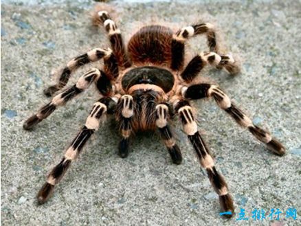 十大恐怖动物之一：蜘蛛