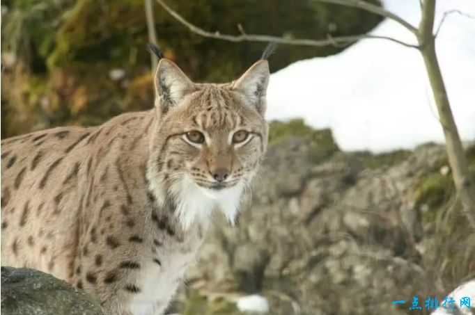 世界十大知名的野猫排行榜：薮猫